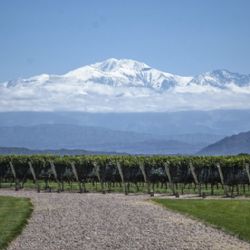 Créditos para exportar vino: aspirinas para el cáncer