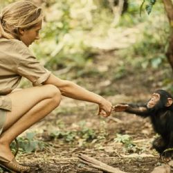 Dolor por la muerte de Jane Goodall, pionera en el estudio de los chimpancés
