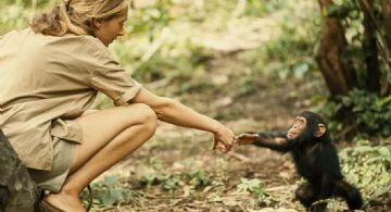 Dolor por la muerte de Jane Goodall, pionera en el estudio de los chimpancés
