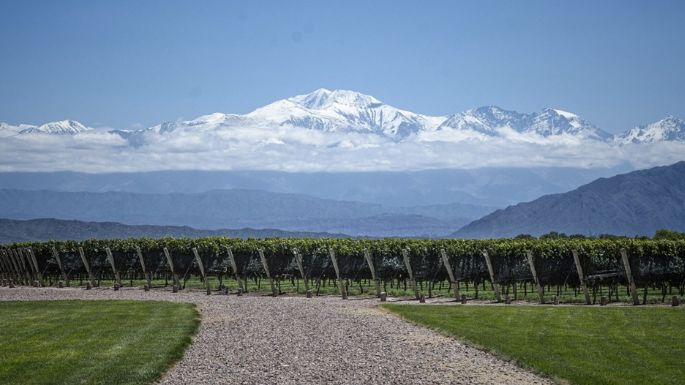 50 años de vitivinicultura mendocina: menos viñedos, menos bodegas y más concentración