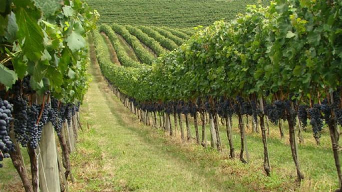 50 años de vitivinicultura mendocina: menos viñedos, menos bodegas y más concentración