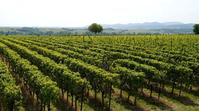 50 años de vitivinicultura mendocina: menos viñedos, menos bodegas y más concentración