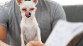 Foto ilustrativa de la nota titulada: ¿Se le puede enseñar a hablar a los perros? La ciencia lo analiza