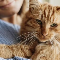 Ronroneo: la herramienta de manipulación de tu gato