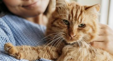Ronroneo: la herramienta de manipulación de tu gato