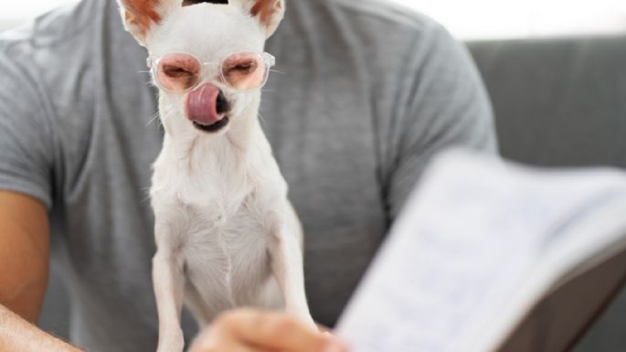¿Se le puede enseñar a hablar a los perros? La ciencia lo analiza