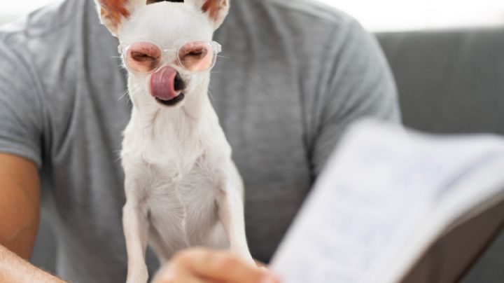 ¿Se le puede enseñar a hablar a los perros? La ciencia lo analiza
