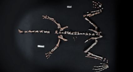 La Rioja: encontraron uno de los dinosaurios más antiguos del mundo 