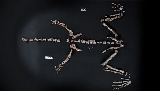 La Rioja: encontraron uno de los dinosaurios más antiguos del mundo 