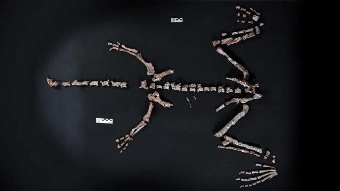 La Rioja: encontraron uno de los dinosaurios más antiguos del mundo 