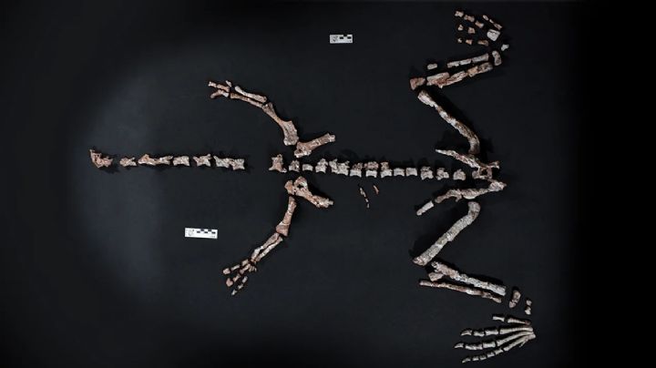 La Rioja: encontraron uno de los dinosaurios más antiguos del mundo 