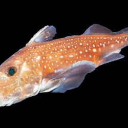 El extraño pez que desarrolló dientes en la frente para aparearse