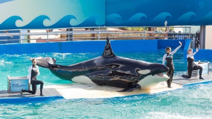 Ante protestas por maltrato animal, cerró el Miami Seaquarium