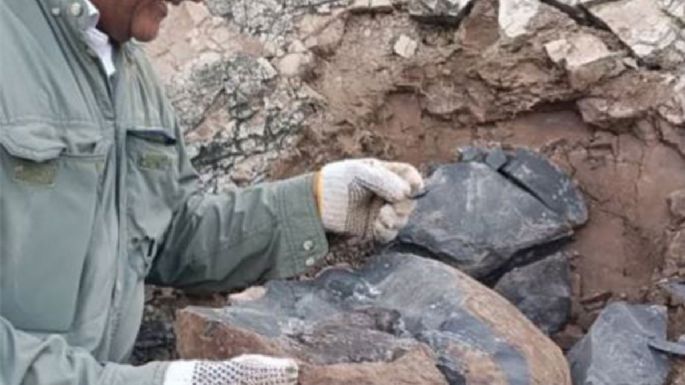 Hallaron fósiles de ictiosaurio en el estado de Táchira