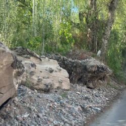Luján de Cuyo: vecinos furiosos piden que saquen los troncos de la calle Vieytes