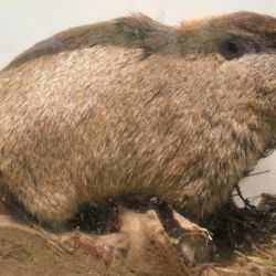 Descubren que un roedor del sur argentino se comunica a nivel ultrasónico