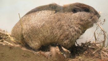 Descubren que un roedor del sur argentino se comunica a nivel ultrasónico