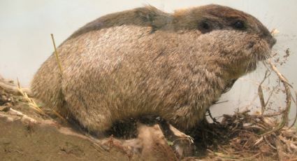 Descubren que un roedor del sur argentino se comunica a nivel ultrasónico