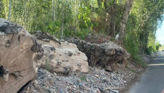 Luján de Cuyo: vecinos furiosos piden que saquen los troncos de la calle Vieytes