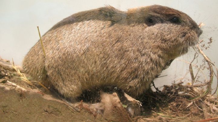 Descubren que un roedor del sur argentino se comunica a nivel ultrasónico