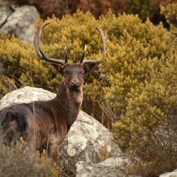 Dos hombres fueron condenados a 4 años de prisión por cazar y faenar ciervos