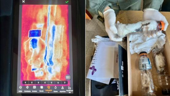 Intentaron enviar a Chubut tres lagartos africanos vivos en una encomienda 