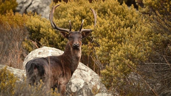 Dos hombres fueron condenados a 4 años de prisión por cazar y faenar ciervos
