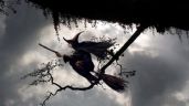 Foto ilustrativa de la nota titulada: Por qué las brujas usan escobas para volar 
