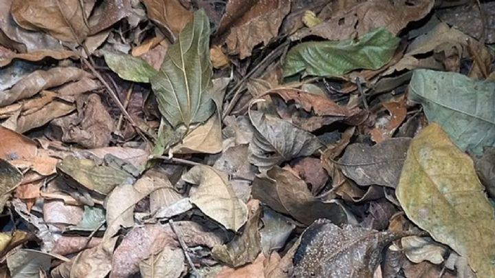 La foto viral que se convirtió en un reto visual 