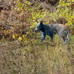 Descubren perros de color azul en Chernóbil