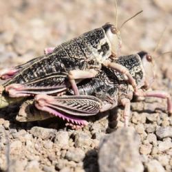 Alerta por la presencia de un tipo de “langosta gigante” en la Patagonia 