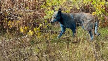 Descubren perros de color azul en Chernóbil