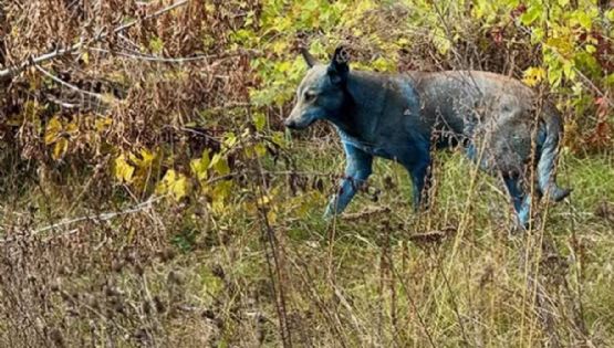 Descubren perros de color azul en Chernóbil