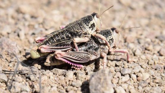 Alerta por la presencia de un tipo de “langosta gigante” en la Patagonia 