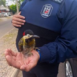 La Policía al servicio del pajarito