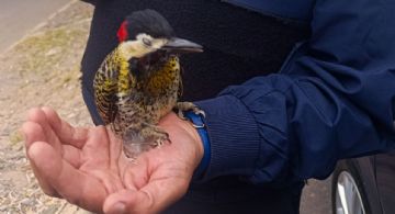 La Policía al servicio del pajarito