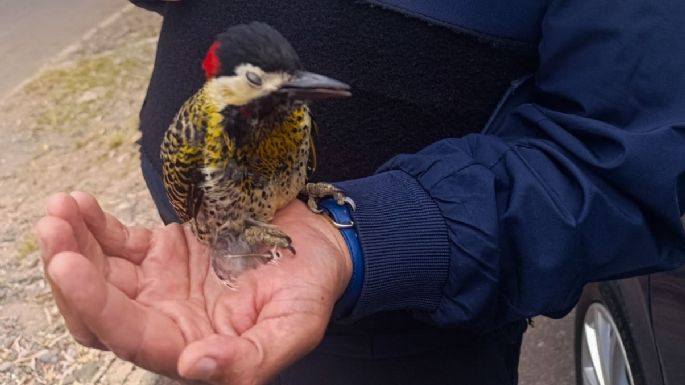 La Policía al servicio del pajarito