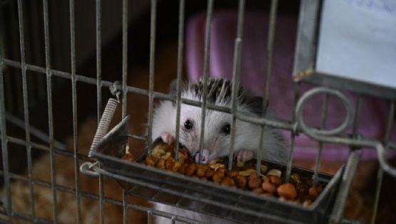 La Policía rescató a 87 erizos africanos en un criadero ilegal en CABA