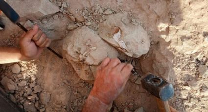 De la estrella de mar culona a los dinosaurios: el nuevo streaming del Conicet