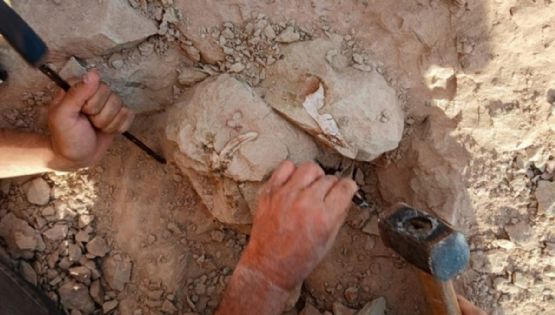 De la estrella de mar culona a los dinosaurios: el nuevo streaming del Conicet