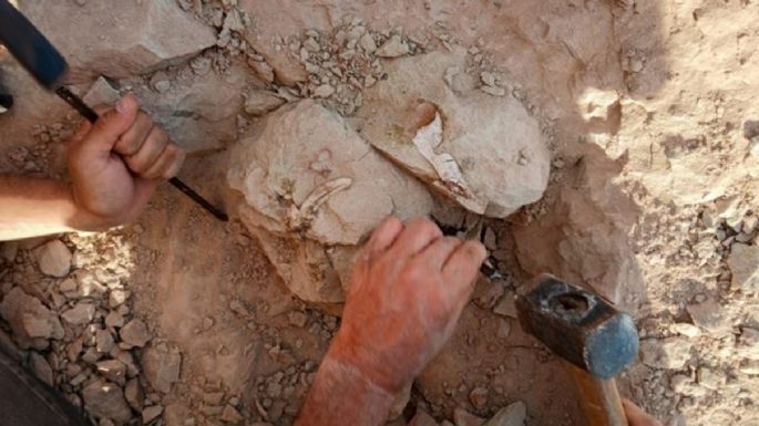 De la estrella de mar culona a los dinosaurios: el nuevo streaming del Conicet