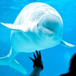 La dramática historia de 30 ballenas que podrían morir porque nadie paga su traslado a un santuario