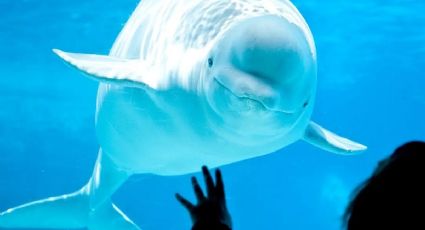 La dramática historia de 30 ballenas que podrían morir porque nadie paga su traslado a un santuario