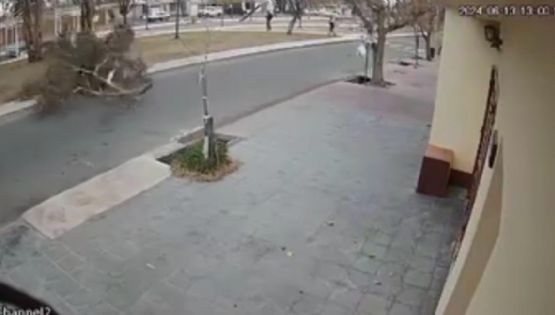 Tragedia anunciada: un video destapó la amenaza silenciosa del arbolado en Maipú