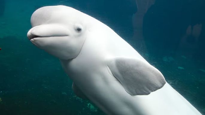 La dramática historia de 30 ballenas que podrían morir porque nadie paga su traslado a un santuario