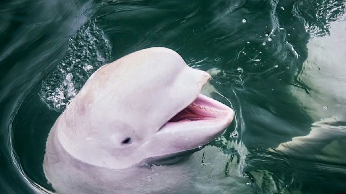 La dramática historia de 30 ballenas que podrían morir porque nadie paga su traslado a un santuario