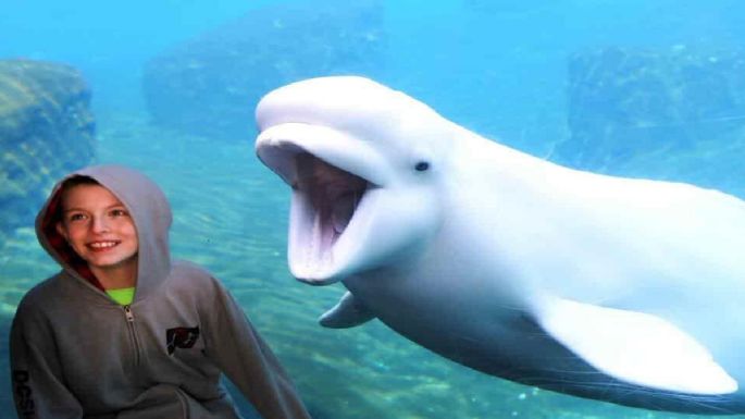 La dramática historia de 30 ballenas que podrían morir porque nadie paga su traslado a un santuario