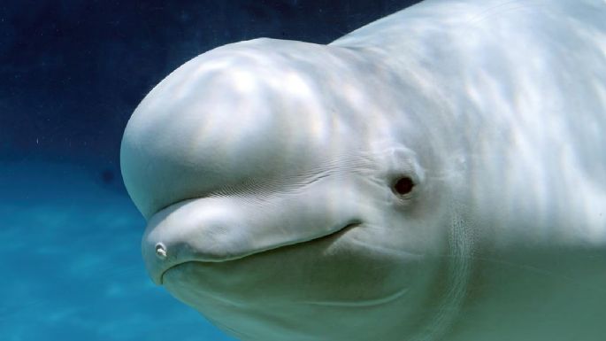 La dramática historia de 30 ballenas que podrían morir porque nadie paga su traslado a un santuario