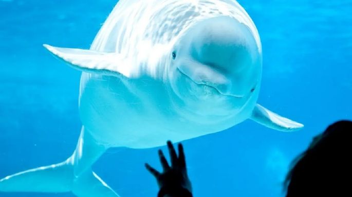 La dramática historia de 30 ballenas que podrían morir porque nadie paga su traslado a un santuario