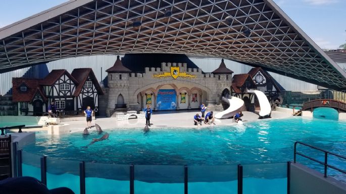 La dramática historia de 30 ballenas que podrían morir porque nadie paga su traslado a un santuario
